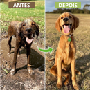 Chuveirinho com Pulverizador de Shampoo – Banho Prático e Econômico para Pets | PetRotina