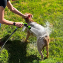 Chuveirinho com Pulverizador de Shampoo – Banho Prático e Econômico para Pets | PetRotina
